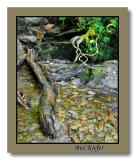 Water Log