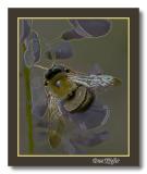 Bee on Wisteria