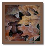 Frosted Mini Oaks