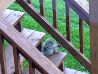 Squirrel