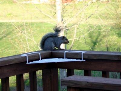 Squirrel
