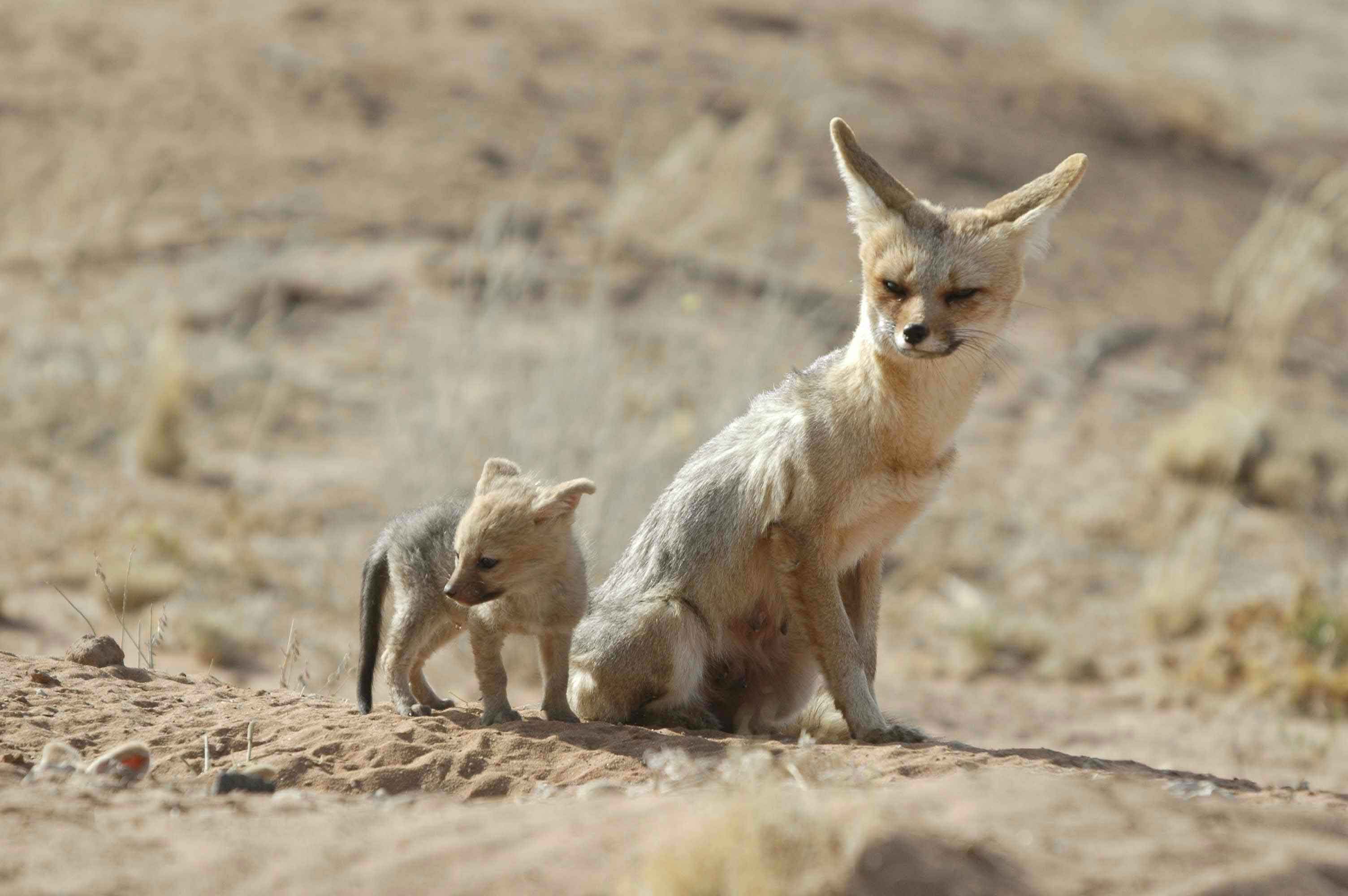 Cape Fox with very young pup