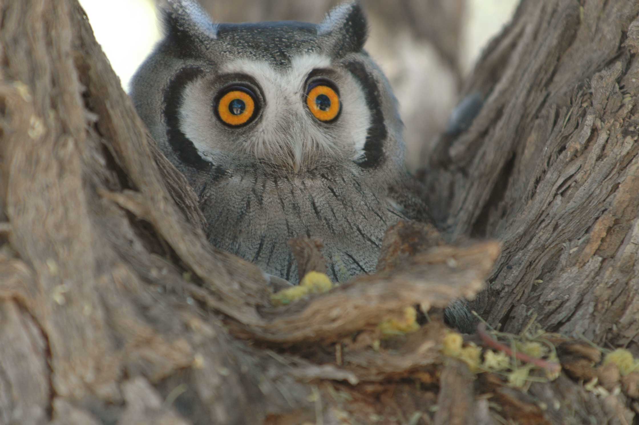 White Faced Owl on nest in tree