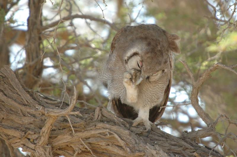 Eagle Owl preening