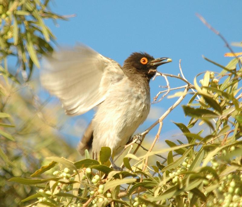 Red Eyed Bulbul