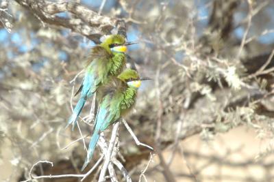 Pair of Bee Eaters in the wind