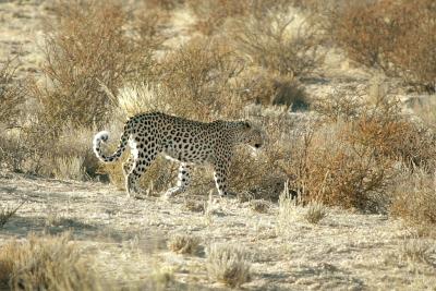 Prowling leopard