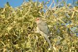 Red Faced Mousebird