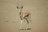 Springbok in the Kalahari