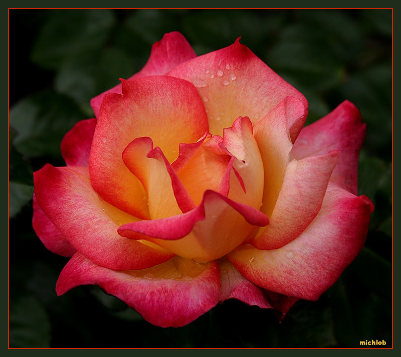 A Delightful But Imperfect Glowing Rose