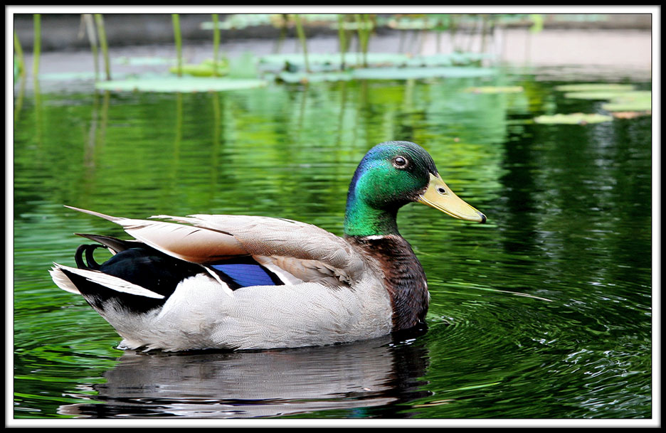 Canard Nonchalant au Jardin Botanique