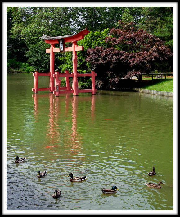 Ducks on the Garden Pond