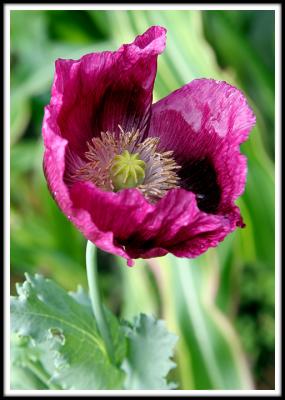 A Violet Snapping Flower