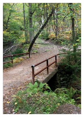 The Old Bridge in the Forest