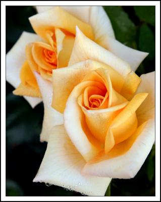 Yellow Botanic Roses