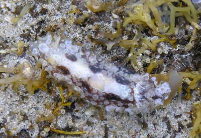 v3/42/52242/3/51704672.Beadedflatworm.jpg