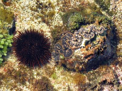 v3/42/52242/3/51704722.seaurchinandclam.jpg