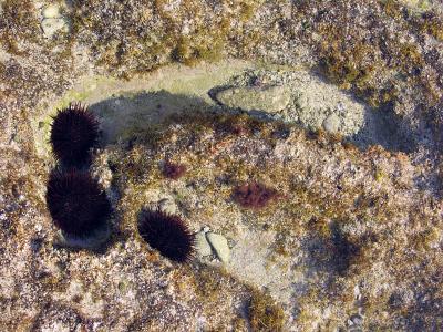 v3/42/52242/3/51704725.seaurchinsburrowing.jpg