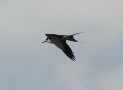 v3/42/52242/3/51704731.sootytern.jpg