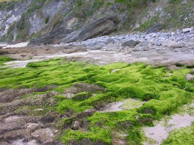 Middle Beach low tide 6