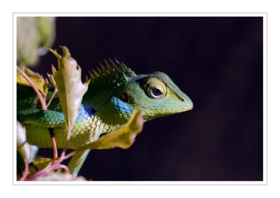 Lizard