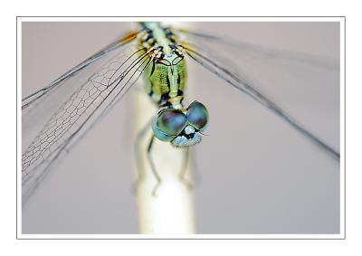 Dragon Fly