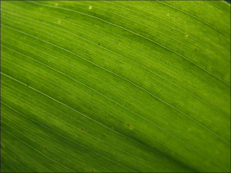 Feuille de muguet.