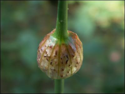 Al des champs (Allium oleraceum L.).