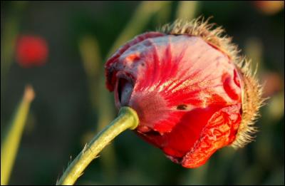 Plantes et fleurs...