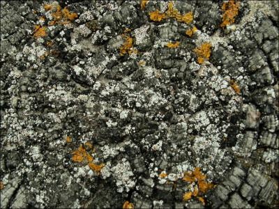 Lichen gris.