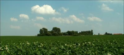 Fleurs de patates et cumulus.