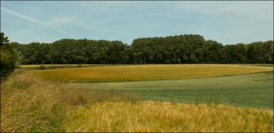 Champs de moisson.