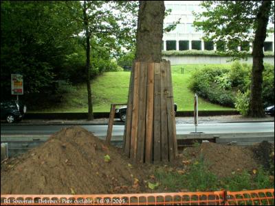 Bravo ! Protection judicieuse des arbres (2). (16/9/2005)