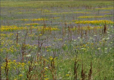 Bouquet de fleurs.