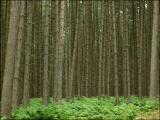 Forêt de sapins. La Hulpe.