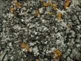 Lichen gris.