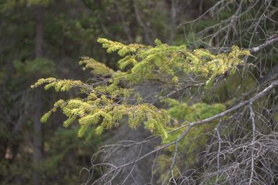 CRW_7592.jpg