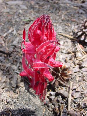 Snow Plant ,which grows from humus of  forest floor !!!