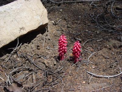  Mr. & Mrs. Snow plant.