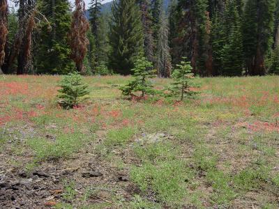  Three little pines,hope they grow big big .