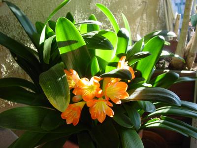 Blooming Clivia on my patio !!!