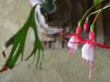  Smile of my Fuchsia !!!!