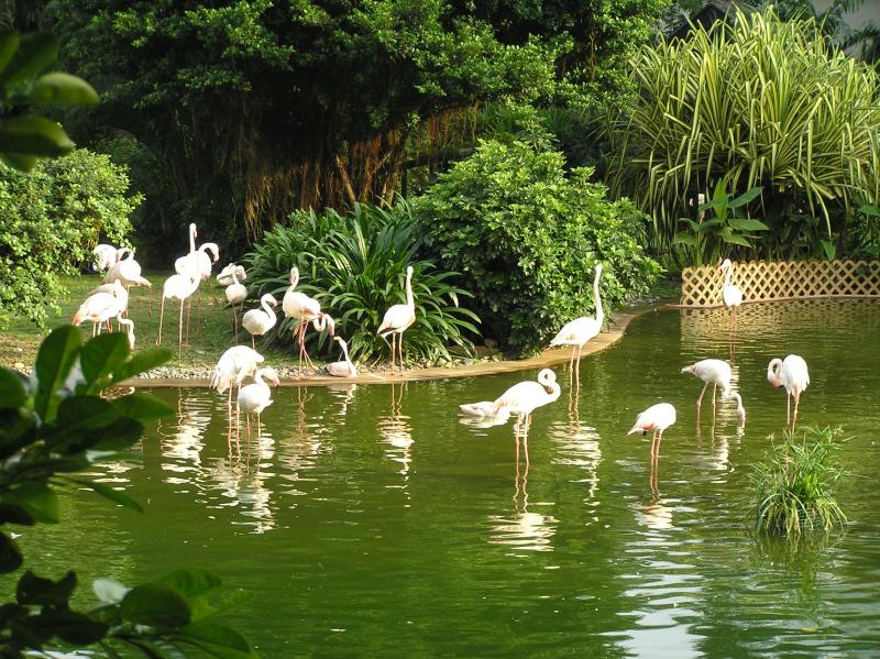 Flamingoes in Kowloon Park