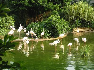 Flamingoes in Kowloon Park