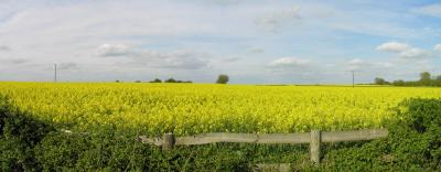 Oilseed rape in Longwick