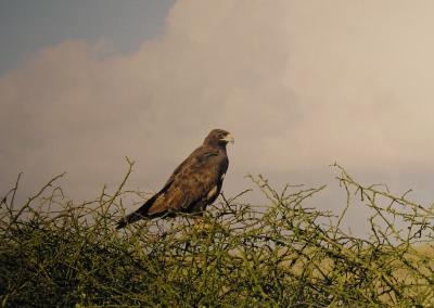 Galapagos eagle