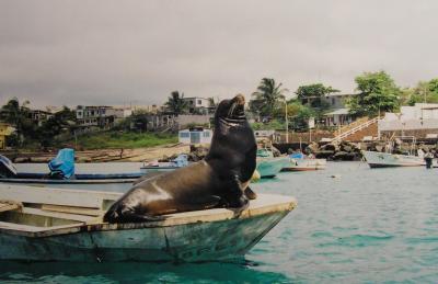 Bull Sea Lion