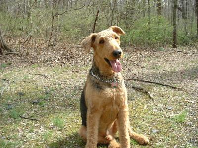 Dale the Airedale