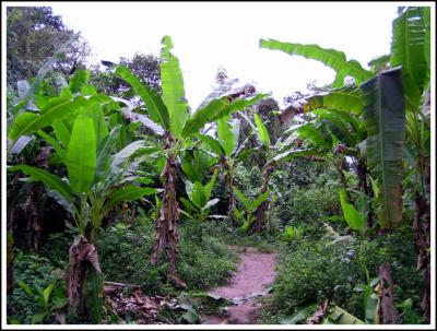In the banana trees forest