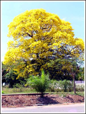 The Guyacan Suntree